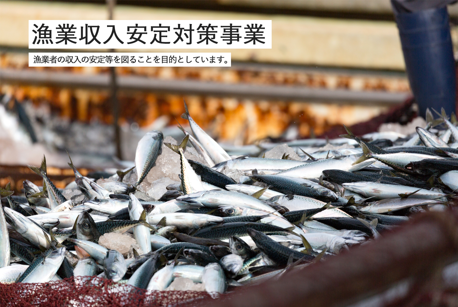 漁業収入安定対策